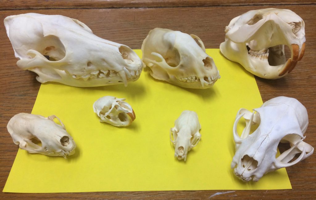 Animal Bones Identification and Exploration Program for Kids Friends