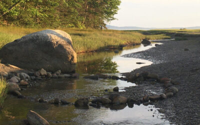 Sears Island Stories