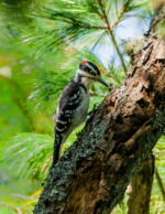 Hairy Woodpecker - Picoides Villosus 9/27/13 Hairy Woodpecker - Picoides Villosus 9/27/13