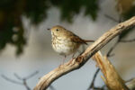 Hermit Thrush - Catharus guttatus 10/7/11 Hermit Thrush - Catharus guttatus 10/7/11