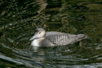 Common Loon (winter) - Gavia immer 2/18/12 Common Loon (winter) - Gavia immer 2/18/12