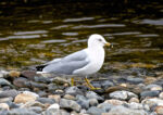Ring-billed Gull - Larus delawarensis 3/12/11 Ring-billed Gull - Larus delawarensis 3/12/11