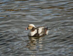 Long-tailed Duck - Clangula hyemalis 1/2/12 Long-tailed Duck - Clangula hyemalis 1/2/12