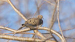 Mourning Dove - Zenaida macroura 3/25/15 Mourning Dove - Zenaida macroura 3/25/15
