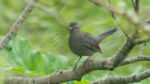 Gray Catbird - Dumetella carolinensis 5/30/13 Gray Catbird - Dumetella carolinensis 5/30/13
