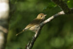 Ovenbird - Seiurus aurocapilla_8/30/13 Ovenbird - Seiurus aurocapilla_8/30/13