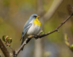 Northern Parula - Parula Americana 5/13/13 Northern Parula - Parula Americana 5/13/13