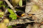 American Redstart - Setophaga ruticilla 5/13/13 American Redstart - Setophaga ruticilla 5/13/13