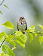 Song Sparrow - Melospiza melodia 6/26/12 Song Sparrow - Melospiza melodia 6/26/12