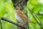 Veery - Catharus fuscescens 5/30/13 Veery - Catharus fuscescens 5/30/13