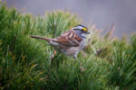 White-throated Sparrow - Zonotrichia albicollis 4/27/14 White-throated Sparrow - Zonotrichia albicollis 4/27/14
