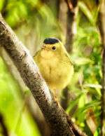 Wilsons Warbler - Wilsonia pusilla 5/25/11 Wilsons Warbler - Wilsonia pusilla 5/25/11