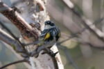 Yellow-rumped Warbler - Dendroica coronata 5/3/13 Yellow-rumped Warbler - Dendroica coronata 5/3/13