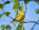 Yellow Warbler - Dendroica petechia 5/17/12 Yellow Warbler - Dendroica petechia 5/17/12