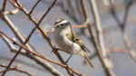 Golden-crowned Kinglet - Regulus satrapa 4/11/14 Golden-crowned Kinglet - Regulus satrapa 4/11/14