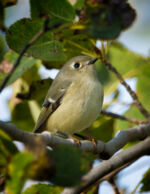 Ruby-crowned Kinglet - Regulus calendula 10/7/11 Ruby-crowned Kinglet - Regulus calendula 10/7/11