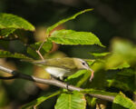 Red-eyed Vireo - Vireo olivaceus 9/25/12 Red-eyed Vireo - Vireo olivaceus 9/25/12