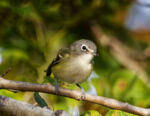 Blue-headed Vireo - Vireo solitarius 10/11/11 Blue-headed Vireo - Vireo solitarius 10/11/11