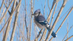 Blue-Jay - Cyanocitta cristata 1/10/13 Blue-Jay - Cyanocitta cristata 1/10/13