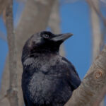 American Crow - Corvus brachyrhynchos 3/18/15 American Crow - Corvus brachyrhynchos 3/18/15